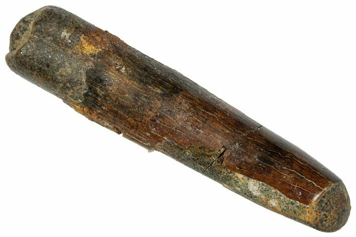 Fossil Sauropod Dinosaur (Rebbachisaurus) Tooth - Morocco #332508